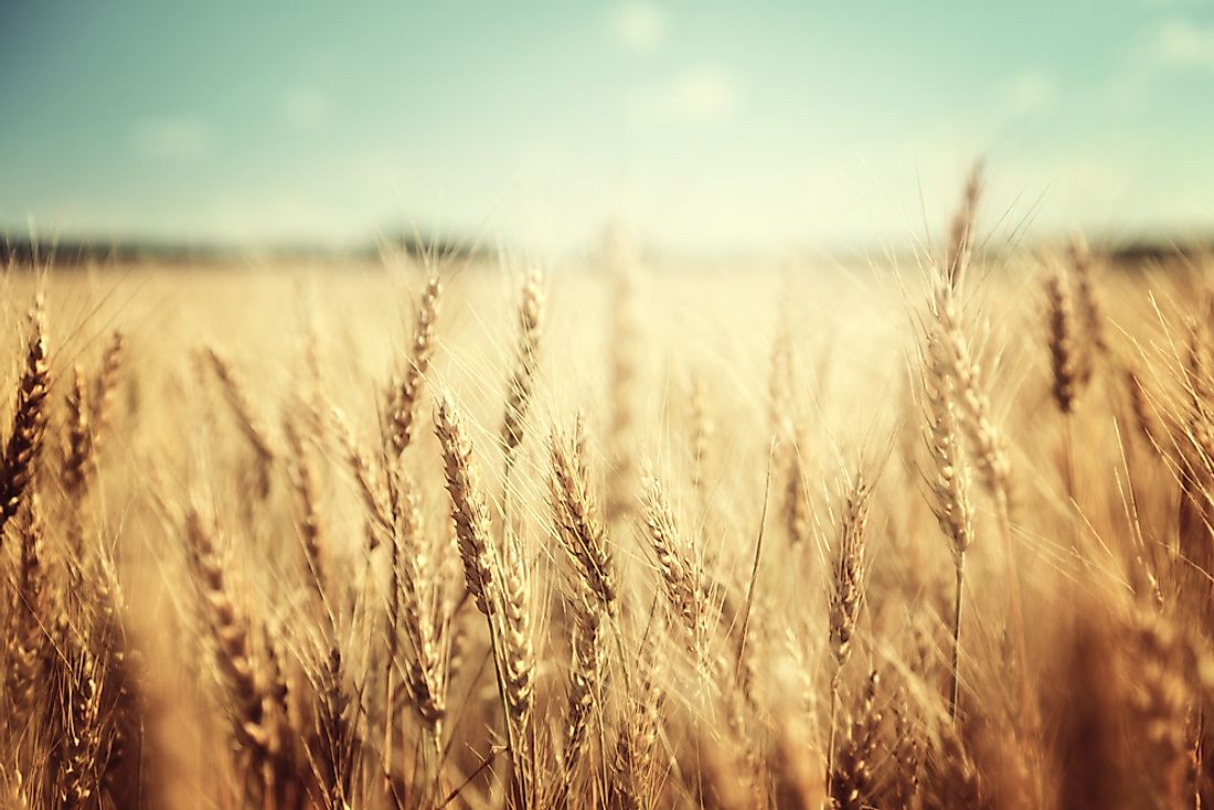 Global Wheat Production to Bounce Back in 2019/20 Crop Season